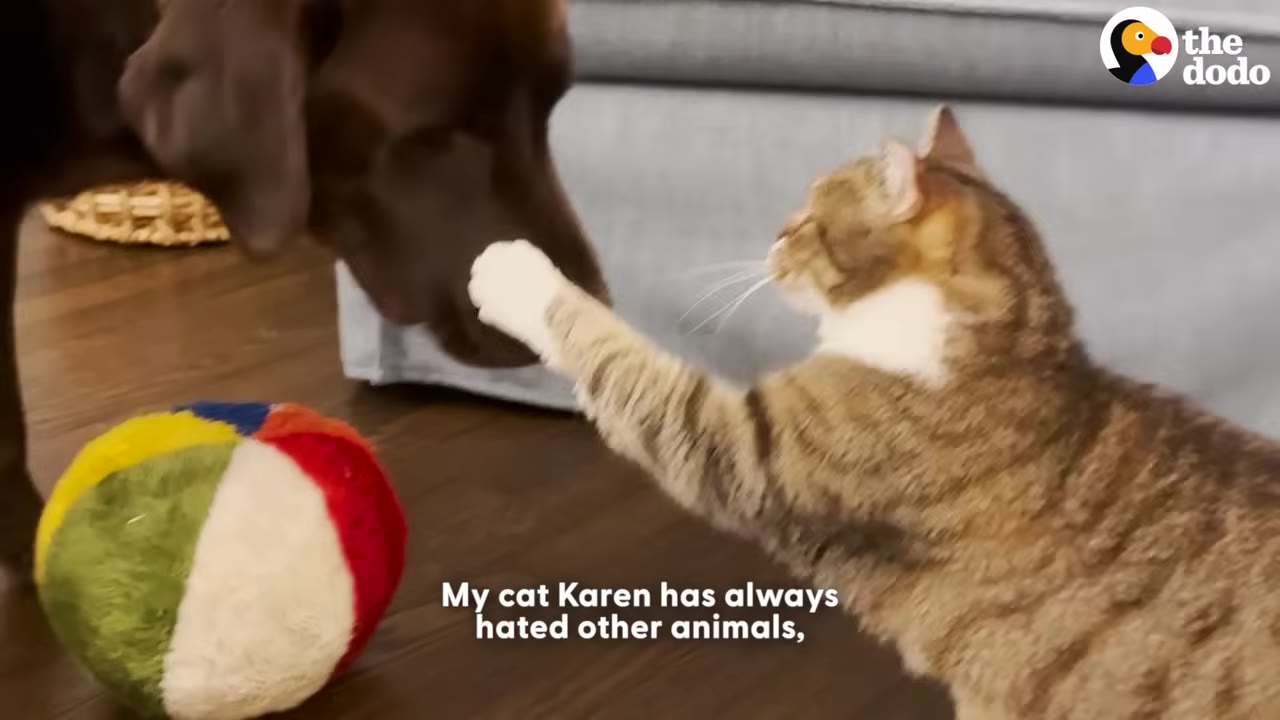 A brown and white tabby cat reaches out with its paw to swat at the nose of a brown dog.
