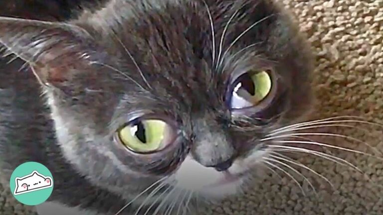 Texas Kitten Found Abnormally Small Proves Her Tiny Size Is Her Greatest Superpower