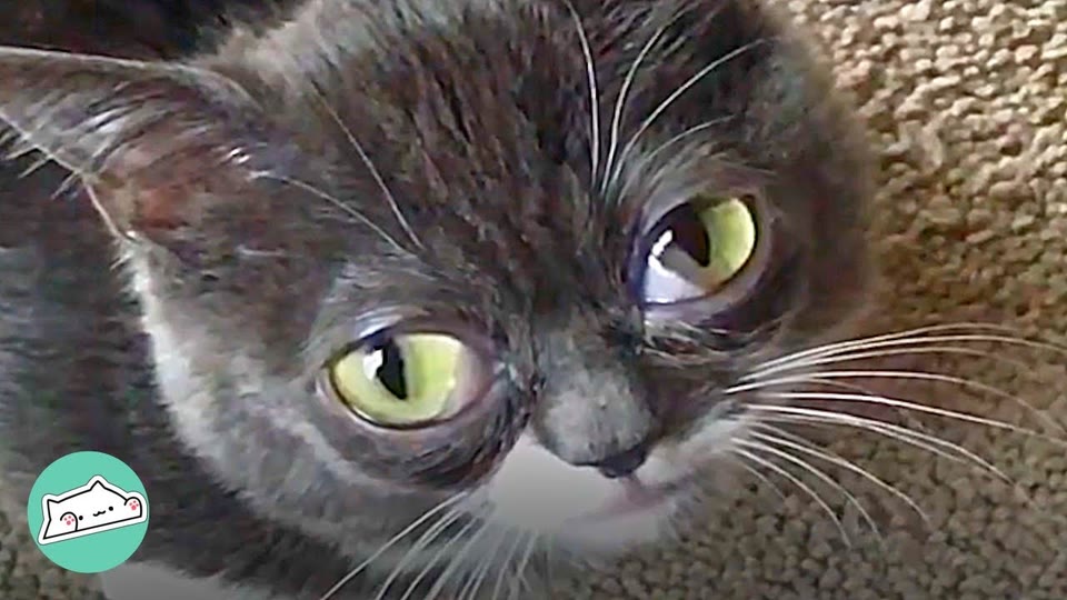 Video frame for A Feral Colony Discovery