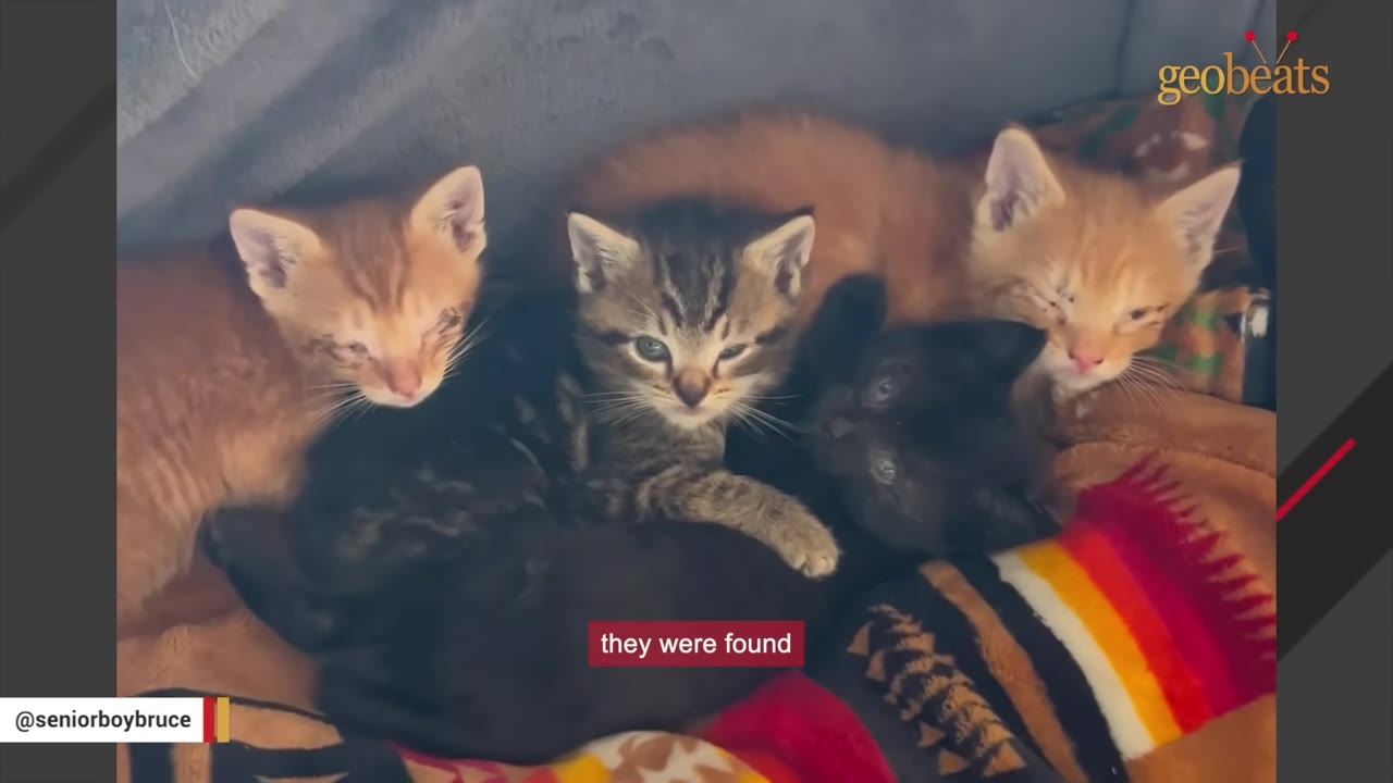 Four small kittens, including two orange tabbies, one grey tabby, and one black kitten, huddle together on a colorful blanket.