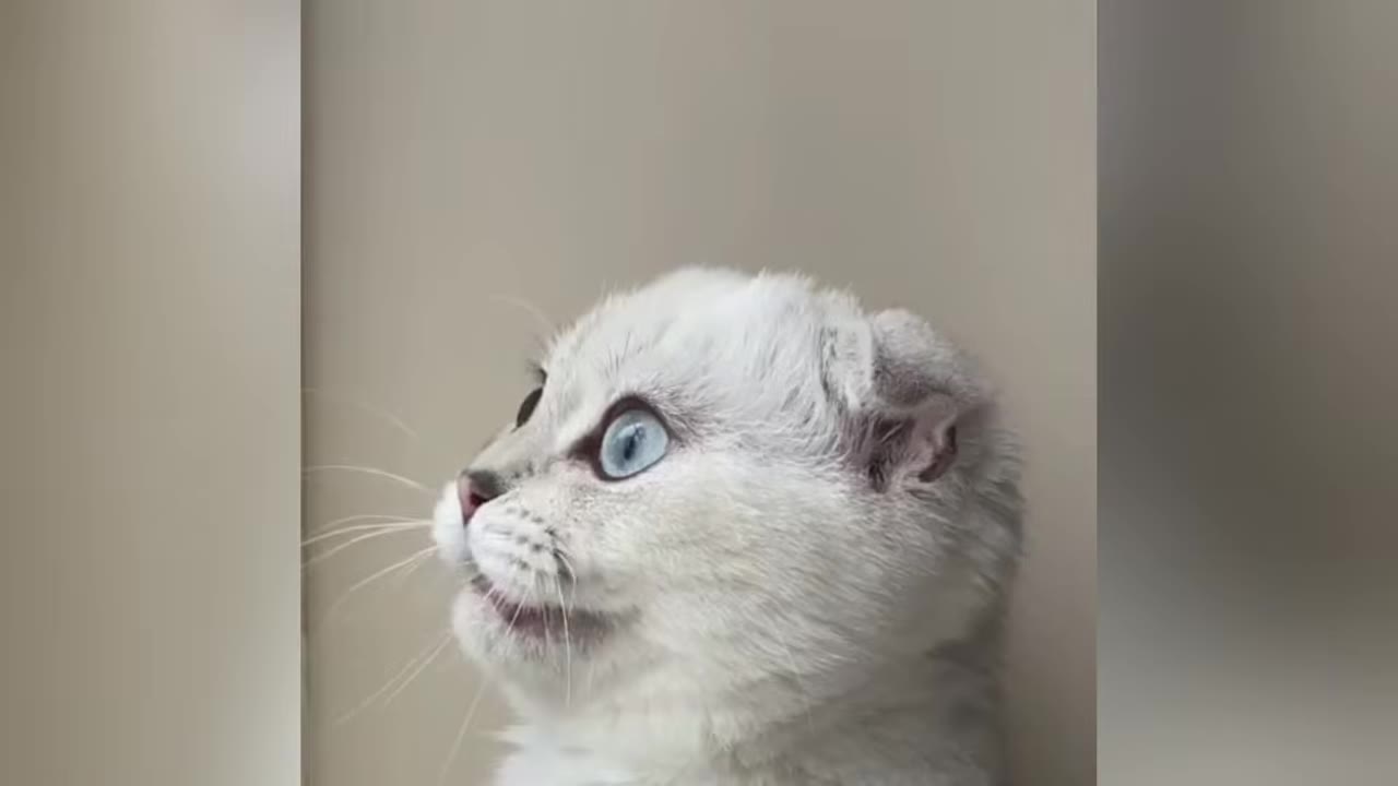 A close-up profile shot of a white Scottish Fold cat with large, pale blue eyes looking upwards with a startled expression.