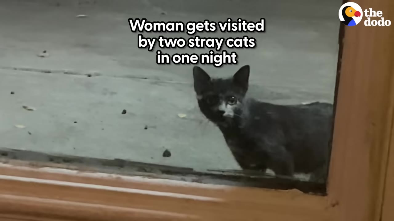 A small grey and white kitten looks directly through a glass window at night.