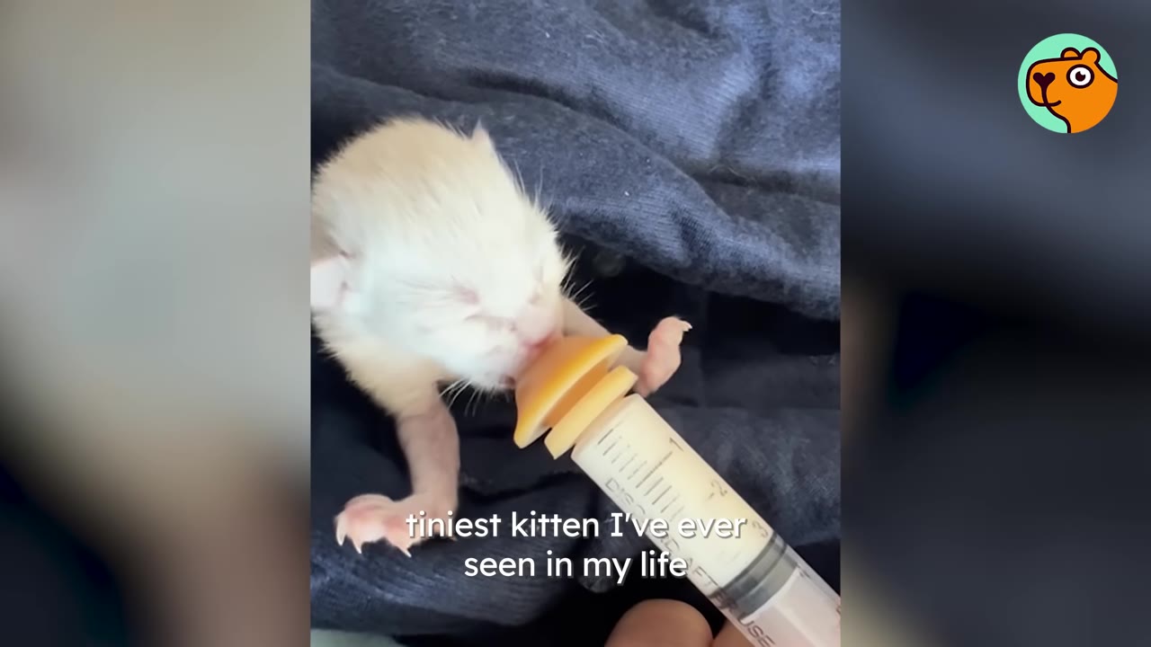 A close-up of an extremely small, fragile white kitten being syringe-fed while wrapped in a dark blanket.