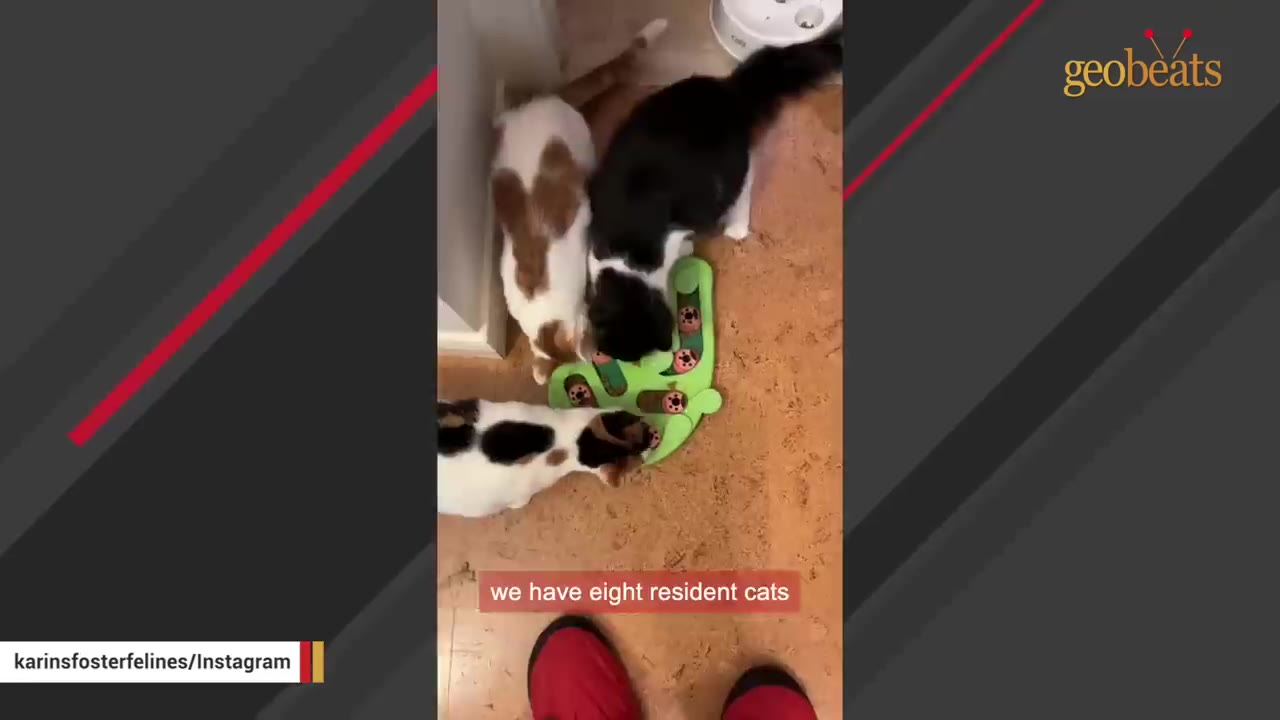 An overhead shot of three cats gathered around a green interactive toy on a wooden floor.
