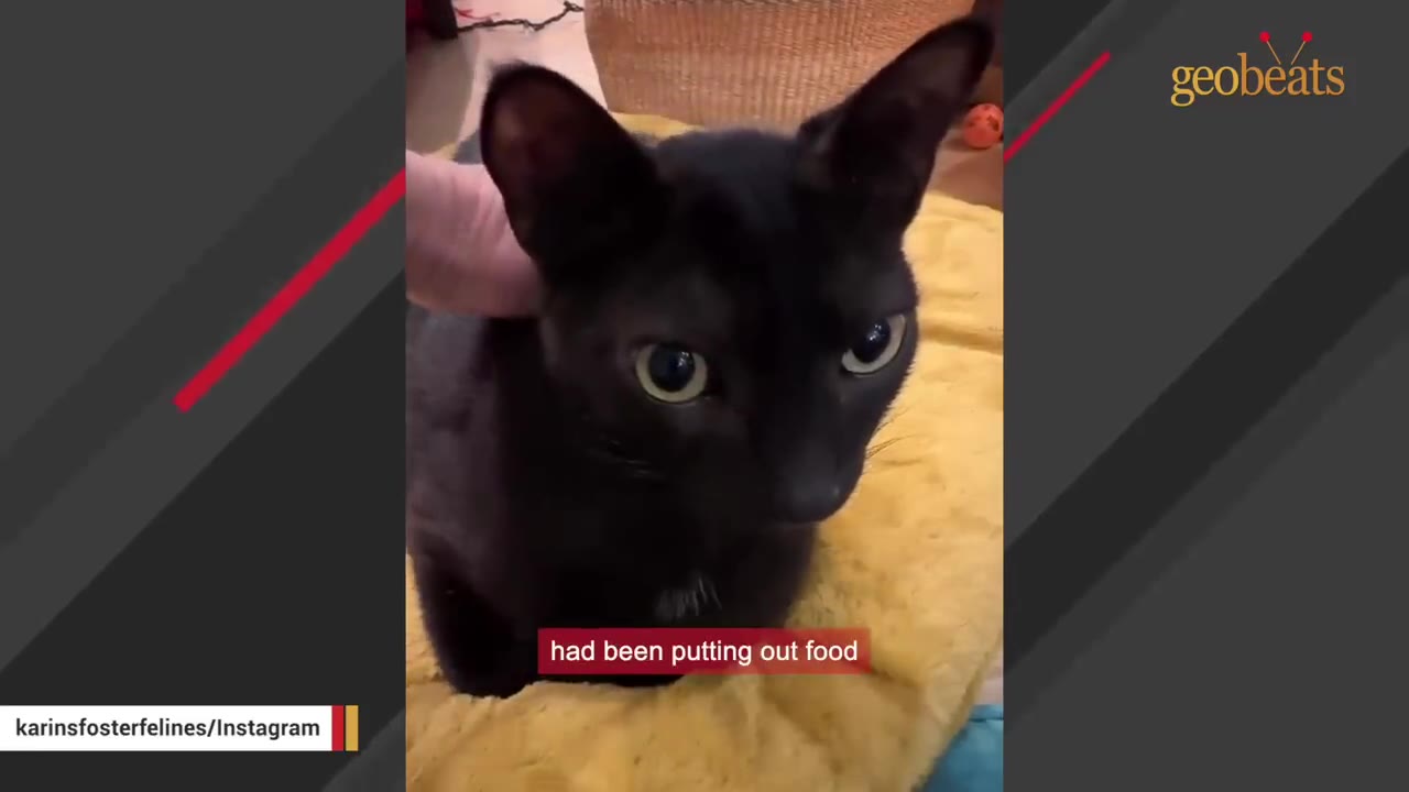 A close-up of a black cat with green eyes sitting on a yellow cushion while being gently petted on the head.