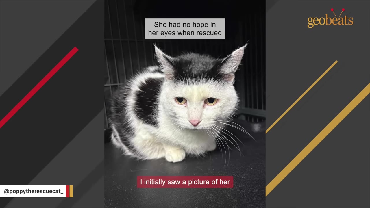 A black and white cat sitting with a sad expression inside a shelter cage.