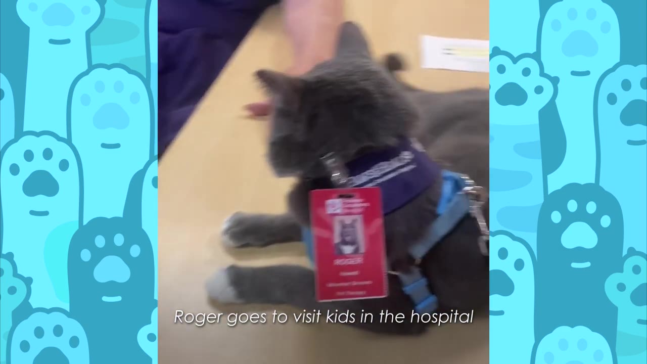 A grey cat named Roger wearing a blue harness and a red hospital ID badge lies on a table.