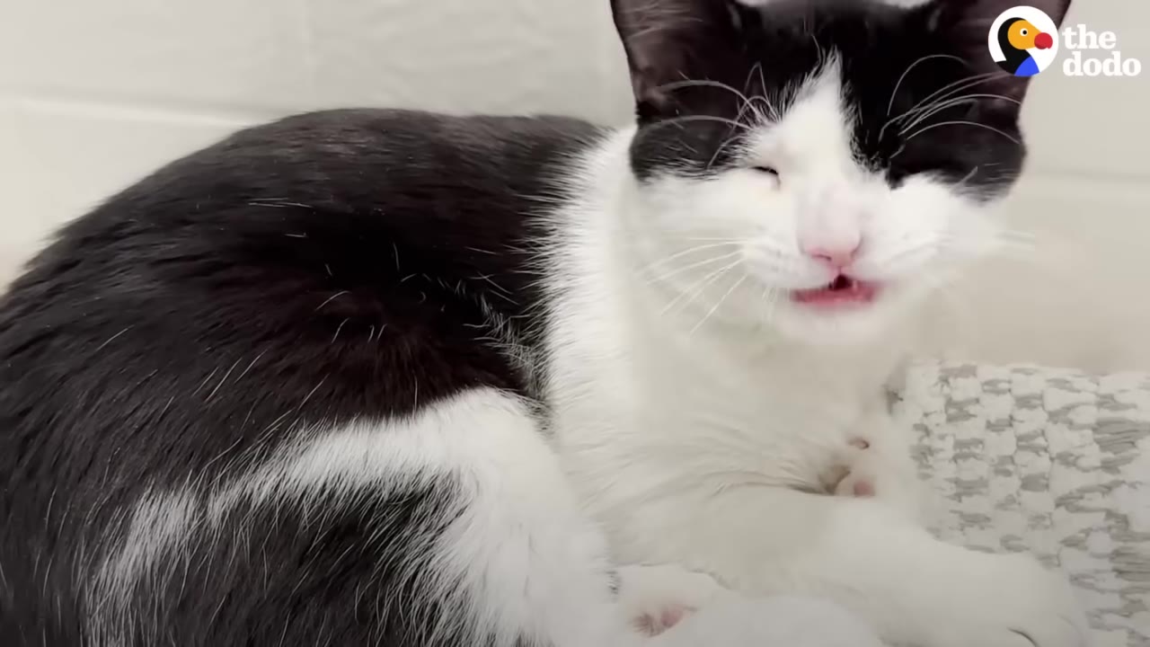 A black and white cat lying down with its eyes squinted shut and mouth slightly open.