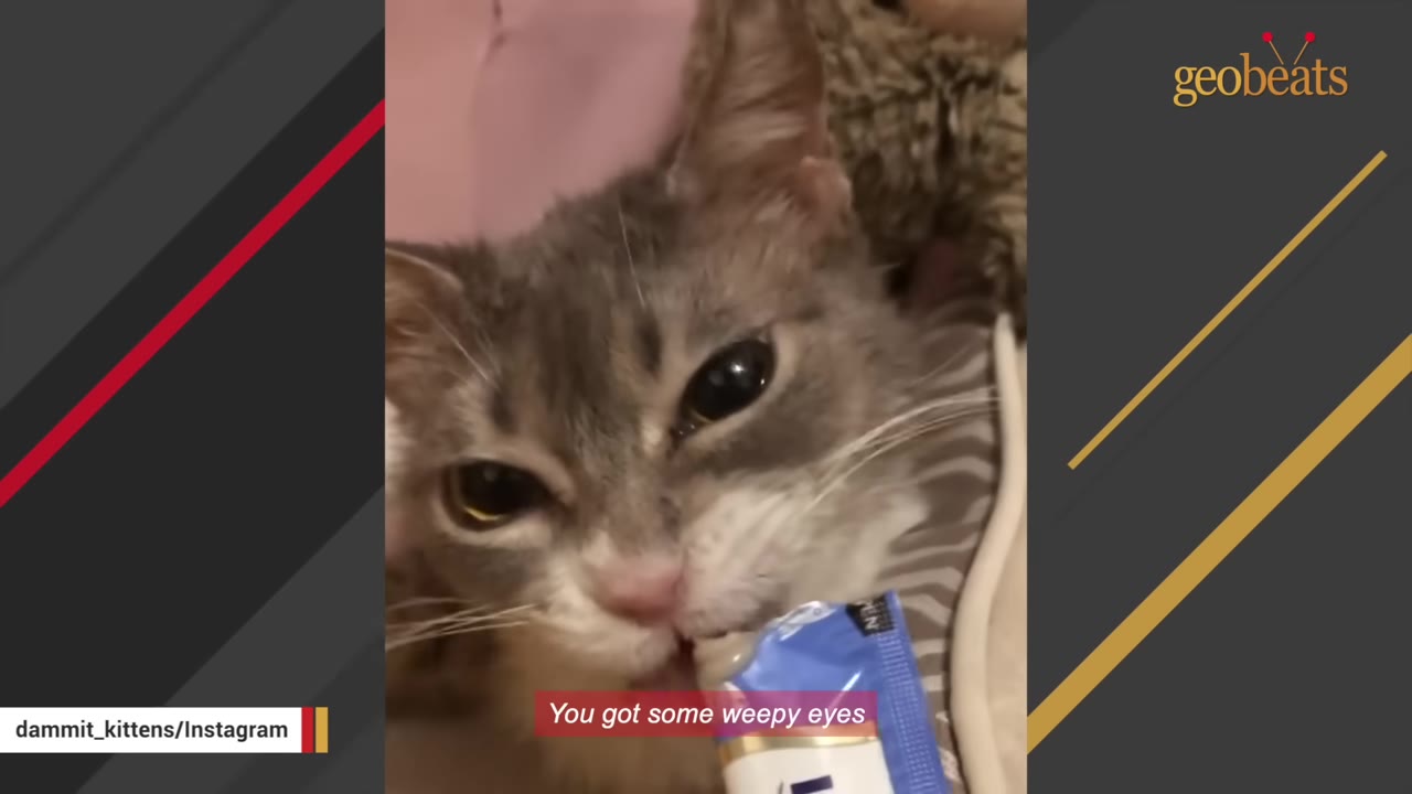 A close-up of a grey and white cat with watery eyes licking a treat from a tube.