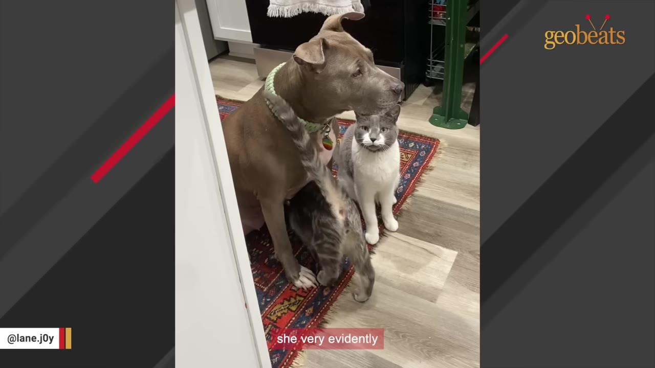 A gentle gray pit bull sits on a rug next to a gray and white cat, with her enlarged teats visible, indicating she has recently had puppies.