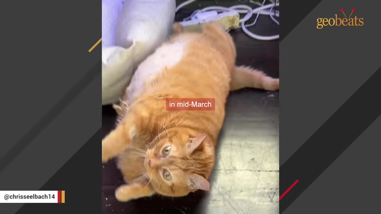 An overweight orange tabby cat lying on its side on a dark floor with a white patch on its belly.