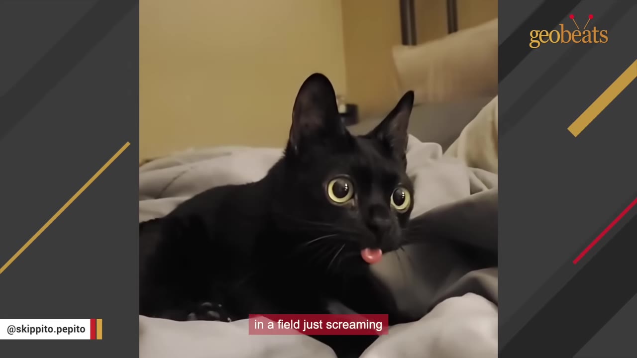 A black cat with wide eyes and its tongue slightly out sits on a grey blanket, with a subtitle reading 'in a field just screaming'.