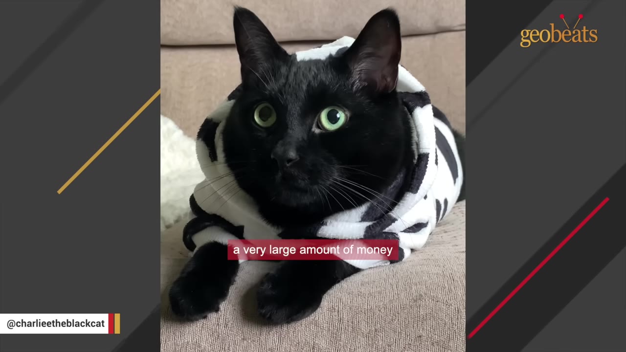 A close-up shot of a black cat with bright green eyes wearing a black and white patterned hoodie, looking alertly to the side.