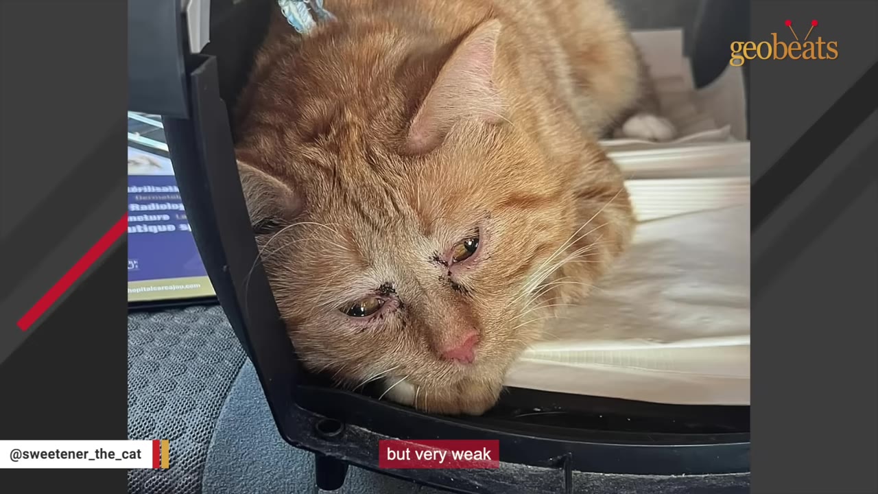 An orange cat with crusty eyes lies weakly inside a pet carrier.