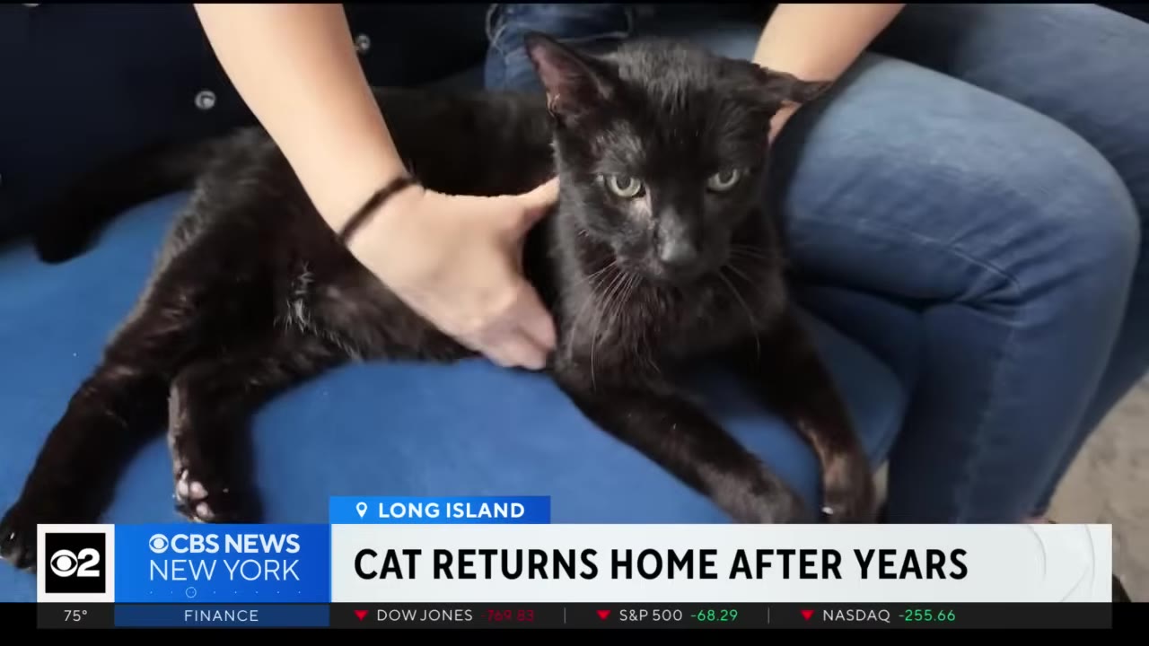 A close-up shot of a black cat being gently petted by a person on a blue couch.