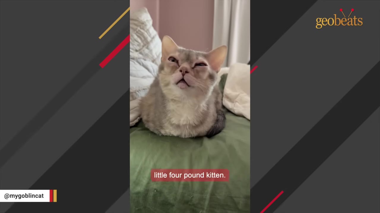 A small, light grey kitten with squinted eyes sits on a green blanket.