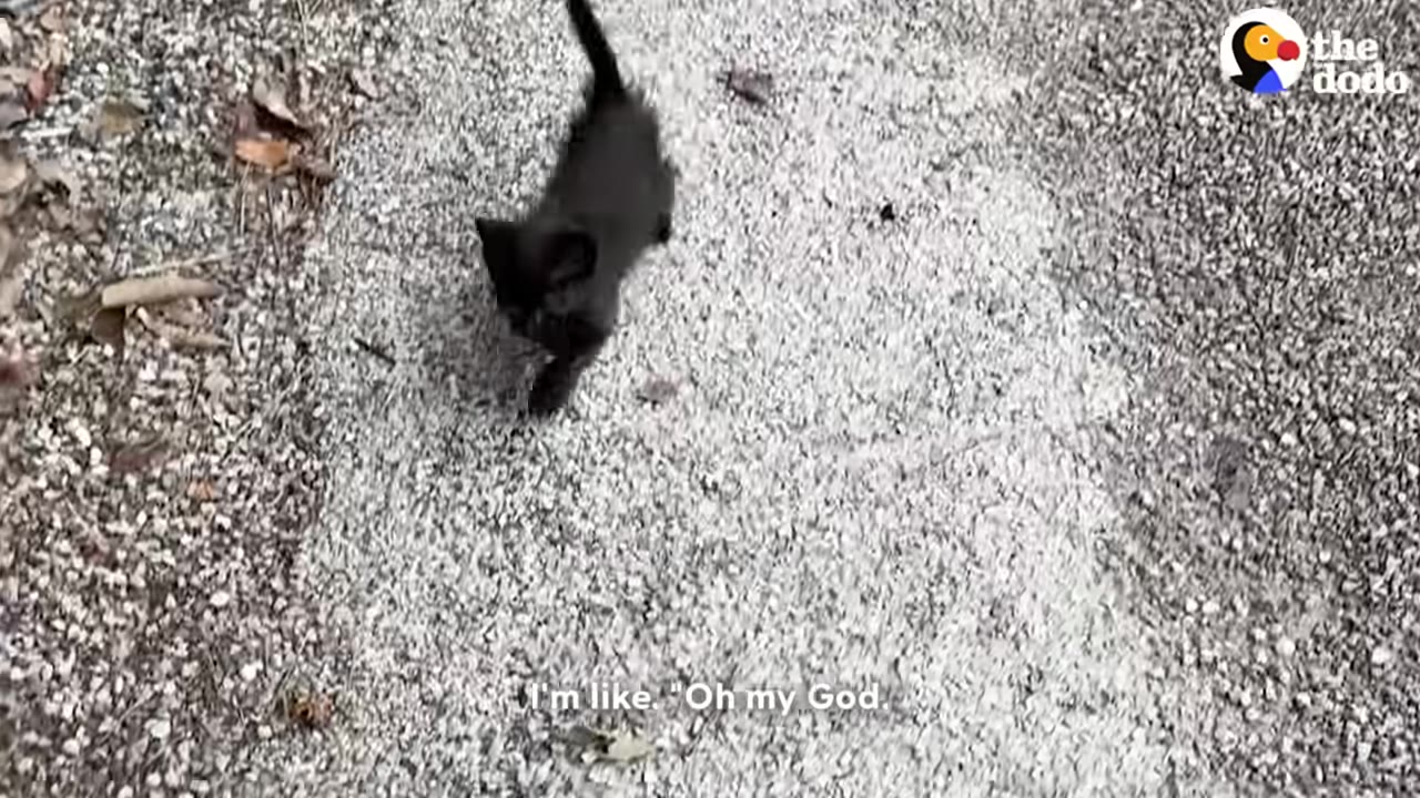 A tiny black kitten walks on a gravel path.