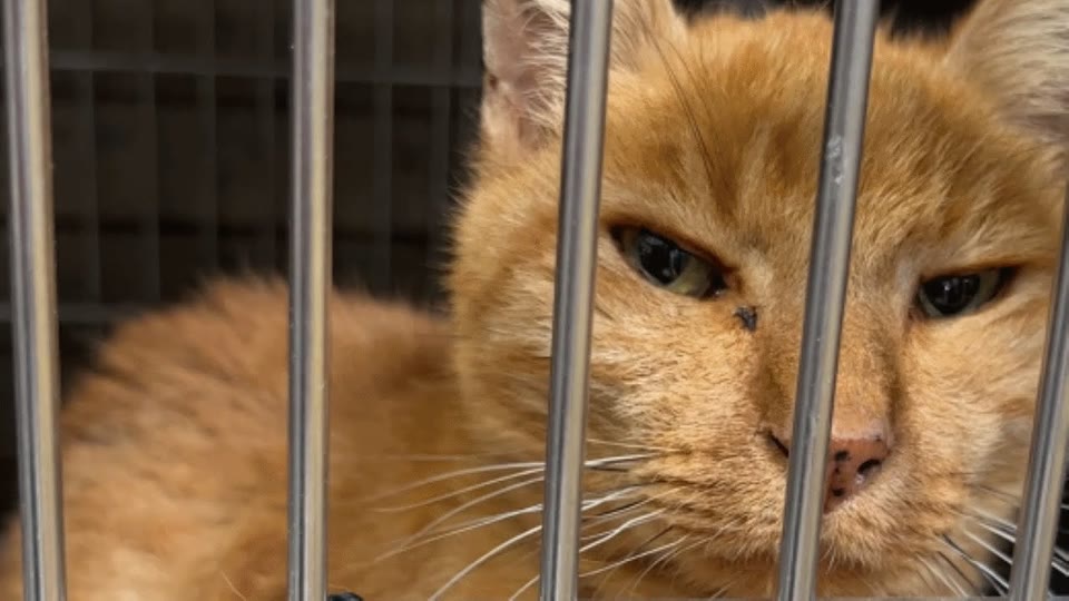 Video frame for A Heartbreaking Discovery