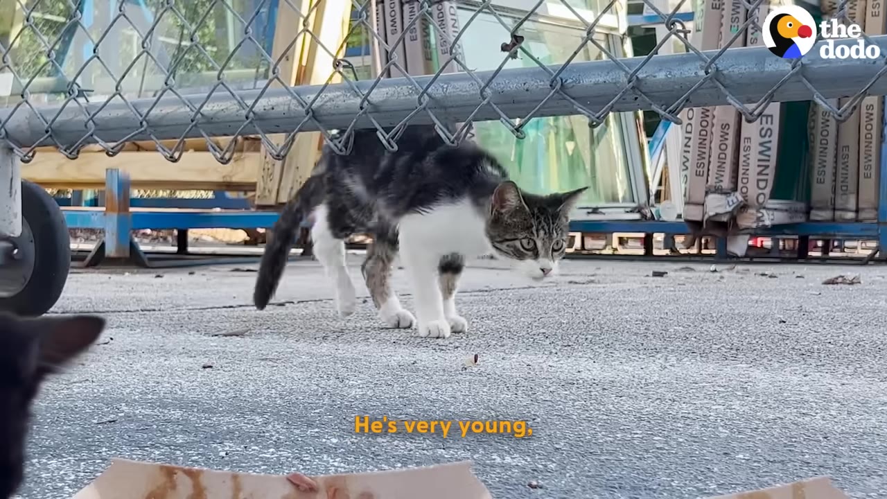 A small black and white tabby kitten walks cautiously on concrete under a chain-link fence in an outdoor industrial area.