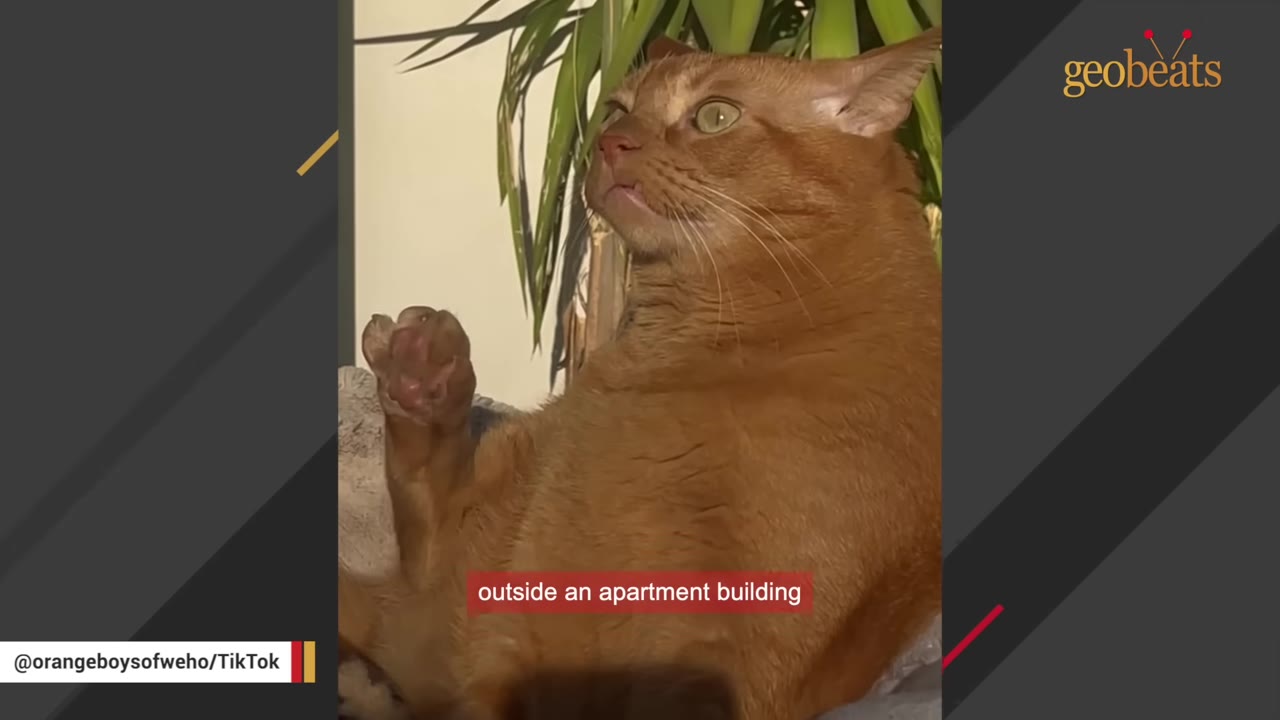 An orange cat looking up with wide eyes, with a caption overlay reading 'outside an apartment building'.