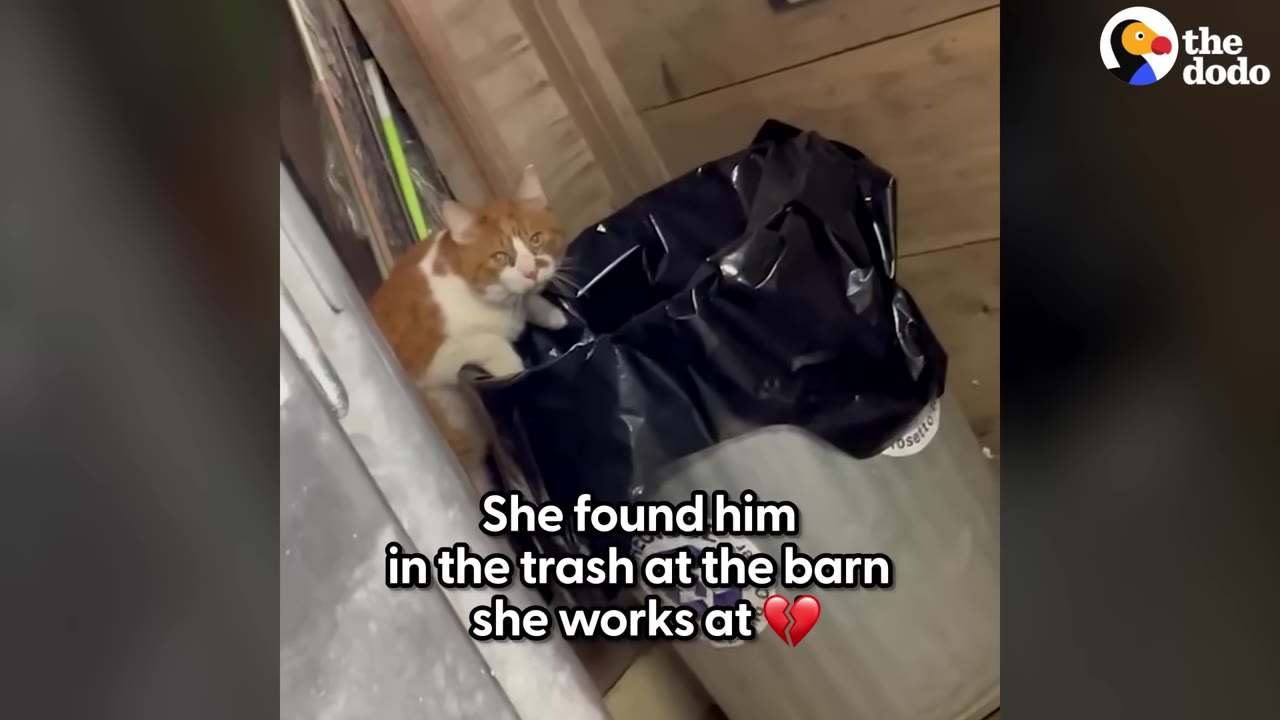 An orange and white cat peers out from behind a trash can with a black plastic liner inside a barn.