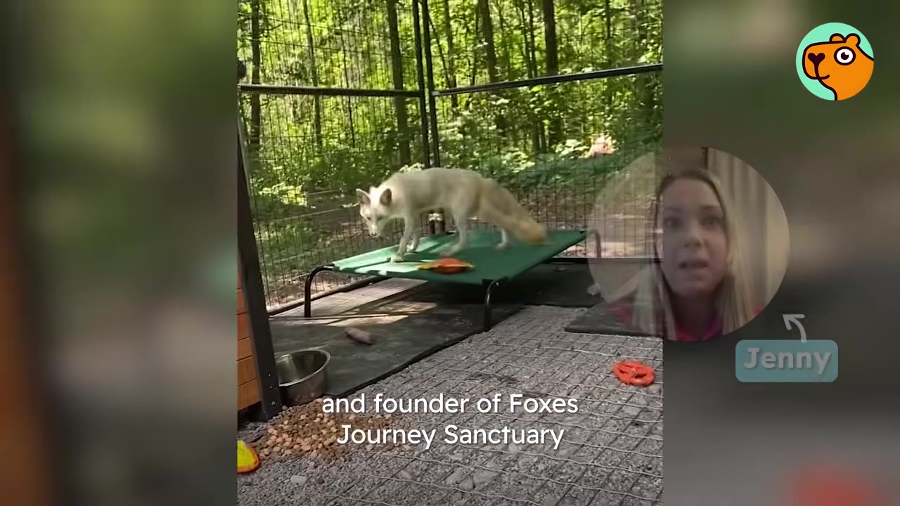 A white fox stands on a green cot inside an outdoor enclosure, with a circular video overlay of a woman named Jenny speaking.
