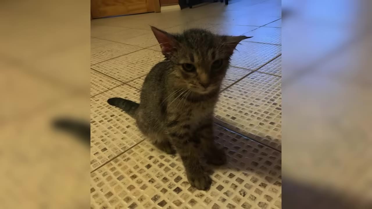 A small, scrawny gray tabby kitten with wet fur sits on a tiled floor, looking sad and disheveled.