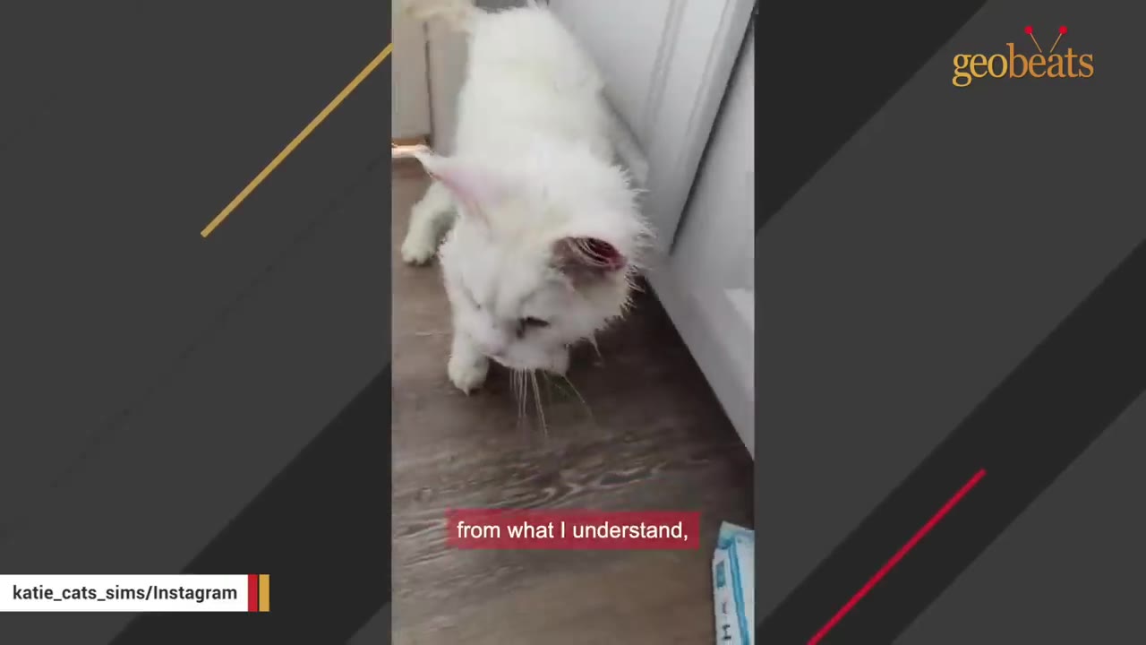 A white cat with a visibly injured or raw red ear stands on a wooden floor, looking down.