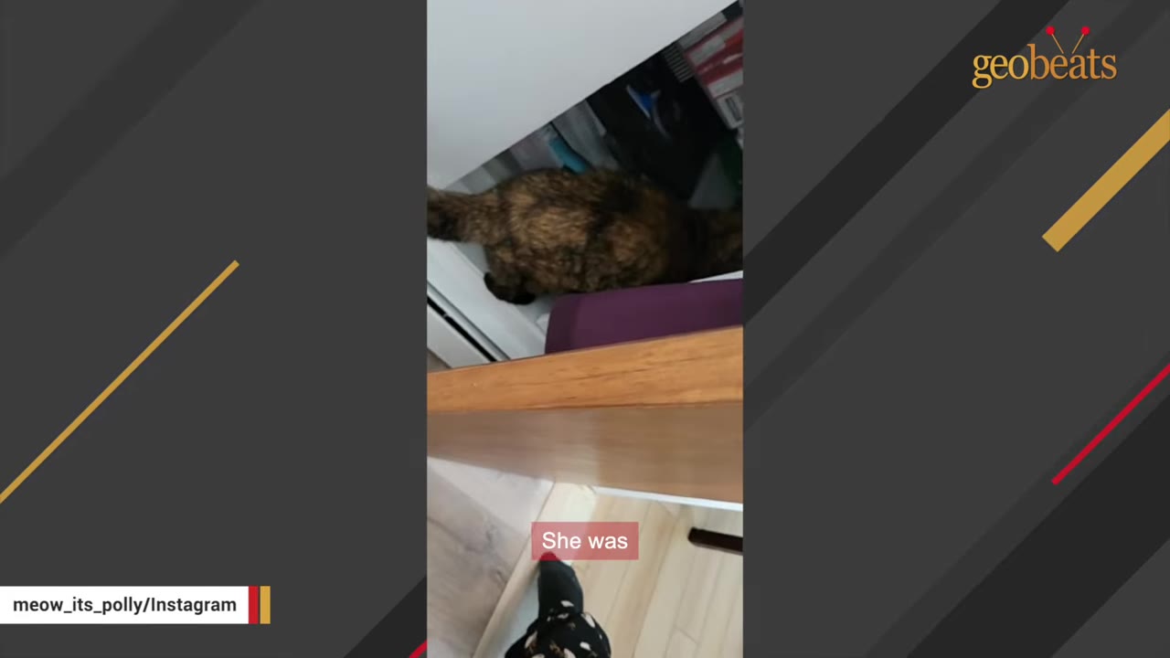 A tortoiseshell cat hides in a dark space under a cabinet, looking withdrawn.