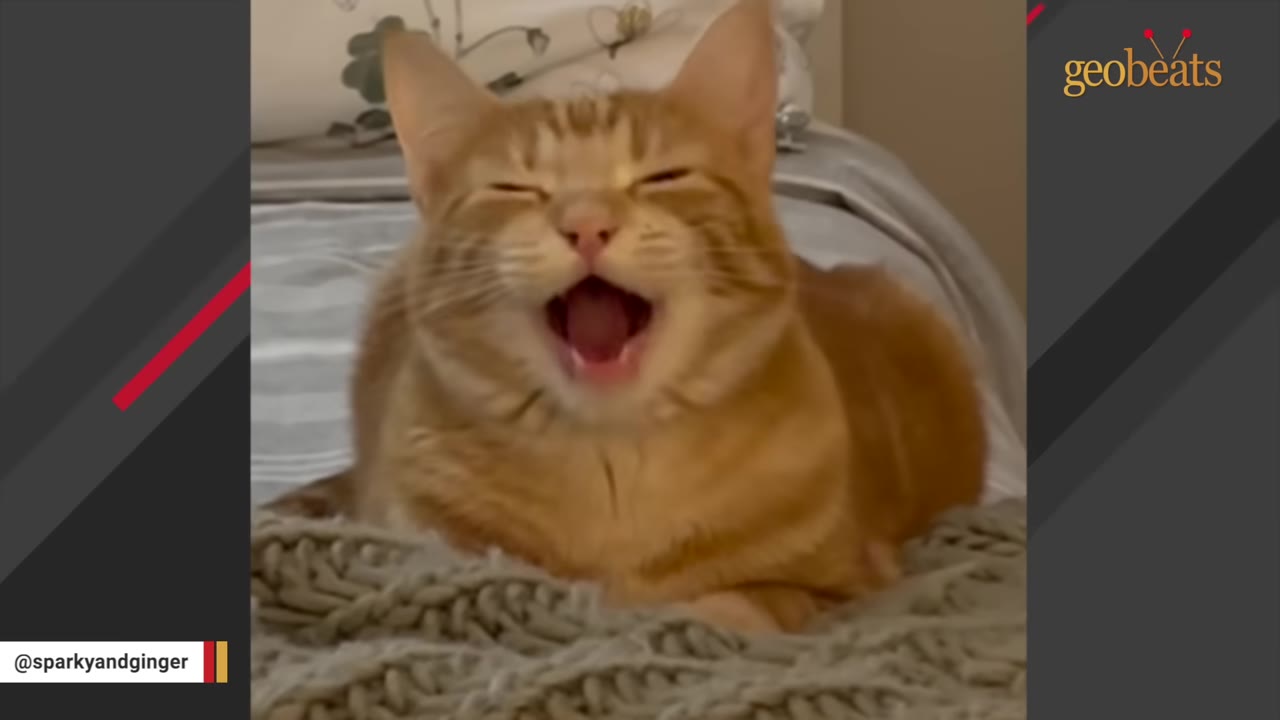 An orange tabby cat named Ginger sits on a bed and yawns with its mouth wide open.