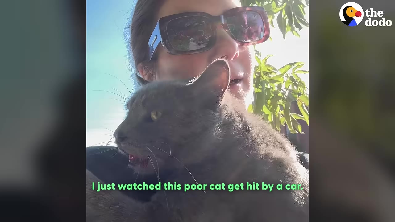 A woman wearing sunglasses holds a distressed grey cat in her arms, with text overlay reading 'I just watched this poor cat get hit by a car.'