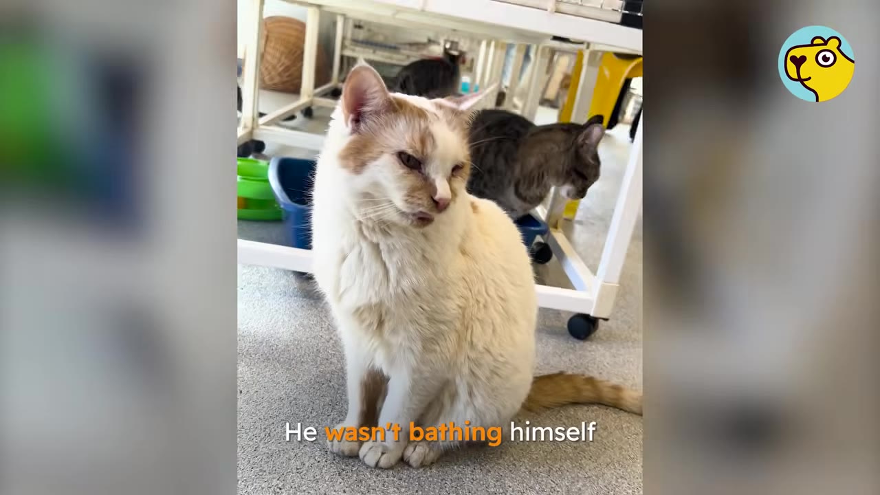 A white and brown cat with squinted eyes and unkempt fur sits on the floor of a shelter room, looking sickly.