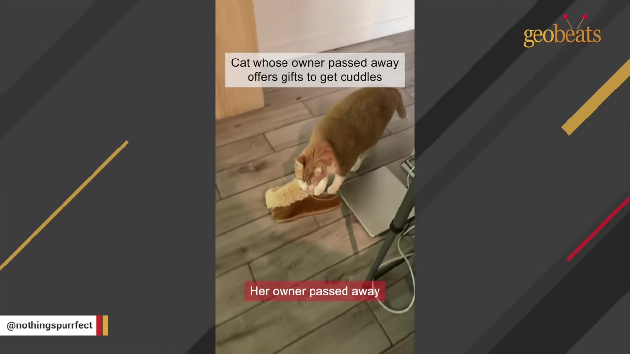 An orange and white cat stands on a wooden floor next to a brown slipper, with text overlays explaining that her owner passed away.