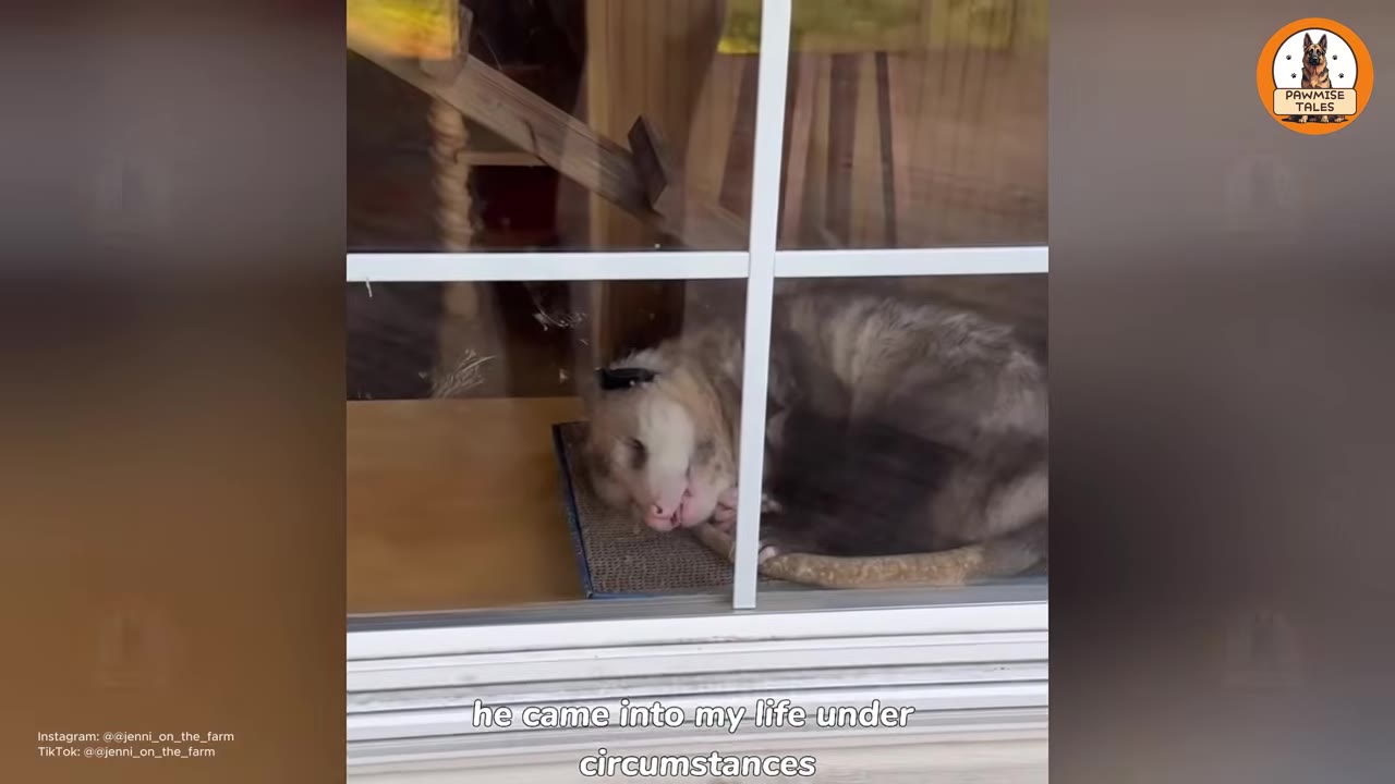 An opossum curled up sleeping on a small mat inside a house, viewed through a window pane.