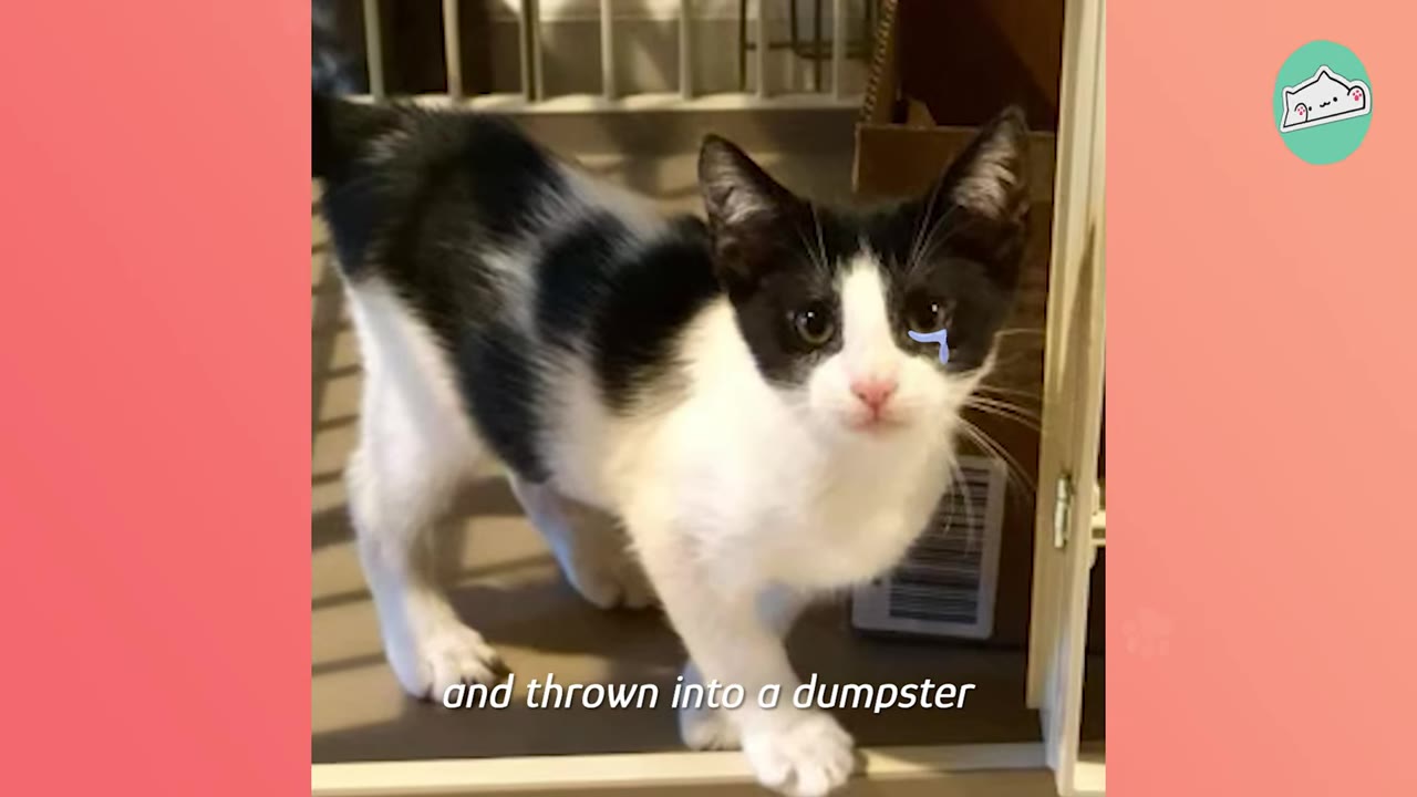 A black and white kitten stands looking forward with a cartoon tear graphic edited onto its face, with the text 'and thrown into a dumpster' written at the bottom.