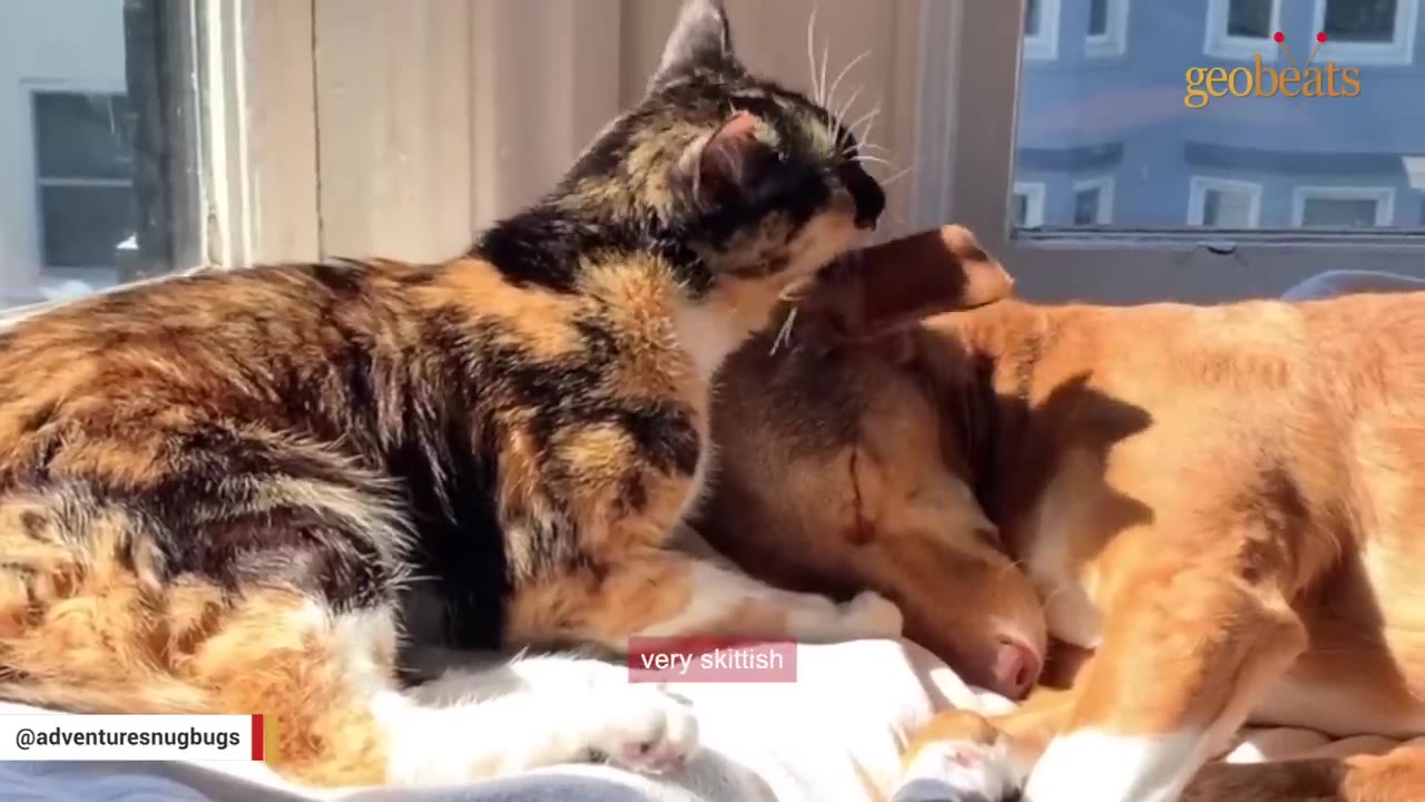 A calico cat gently grooms the ear of a brown dog lying down beside it indoors.