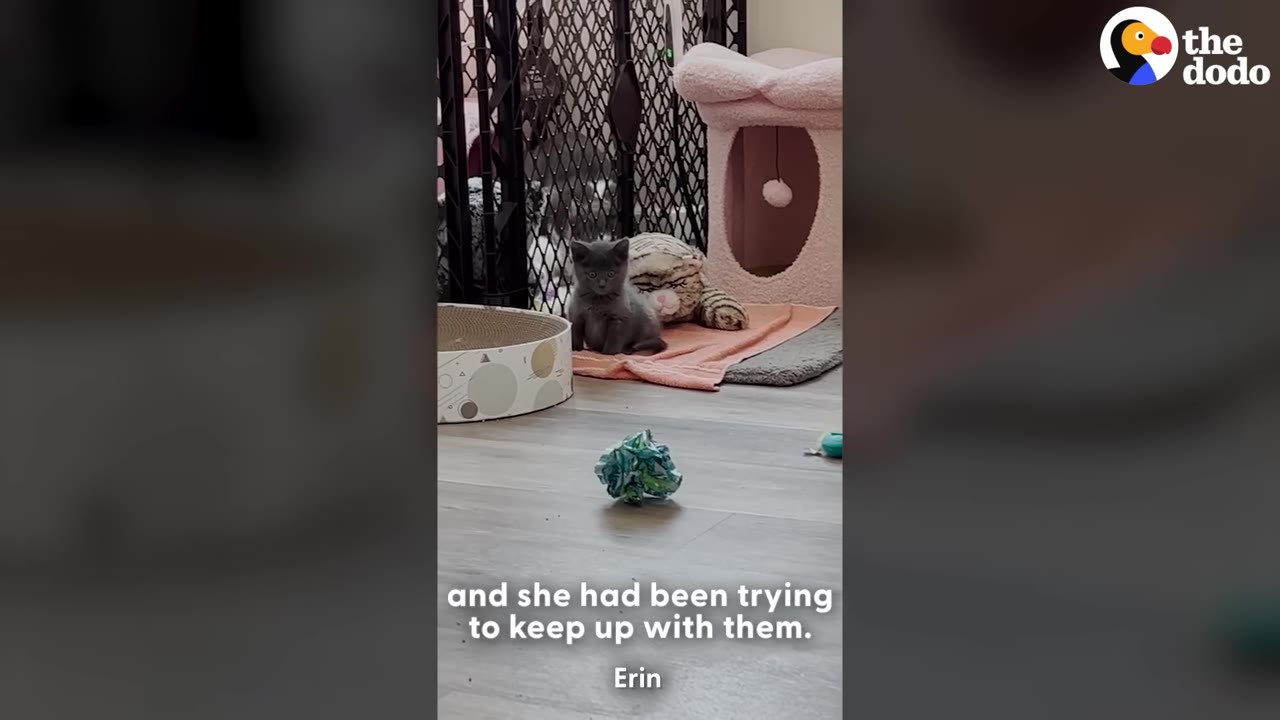 A tiny grey kitten sits on an orange blanket on a wooden floor next to a stuffed animal toy.