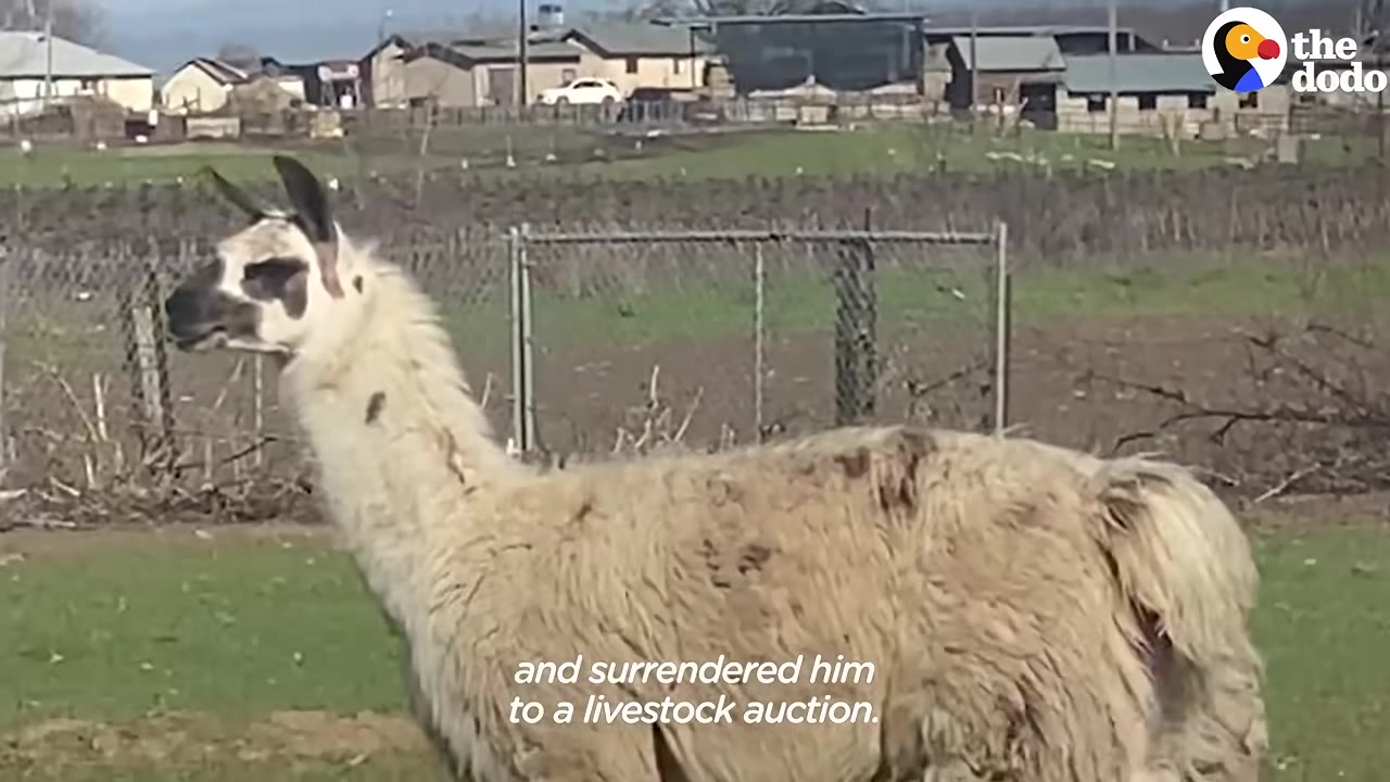 A fluffy white and brown llama stands in a grassy field with a chain-link fence and buildings in the background.