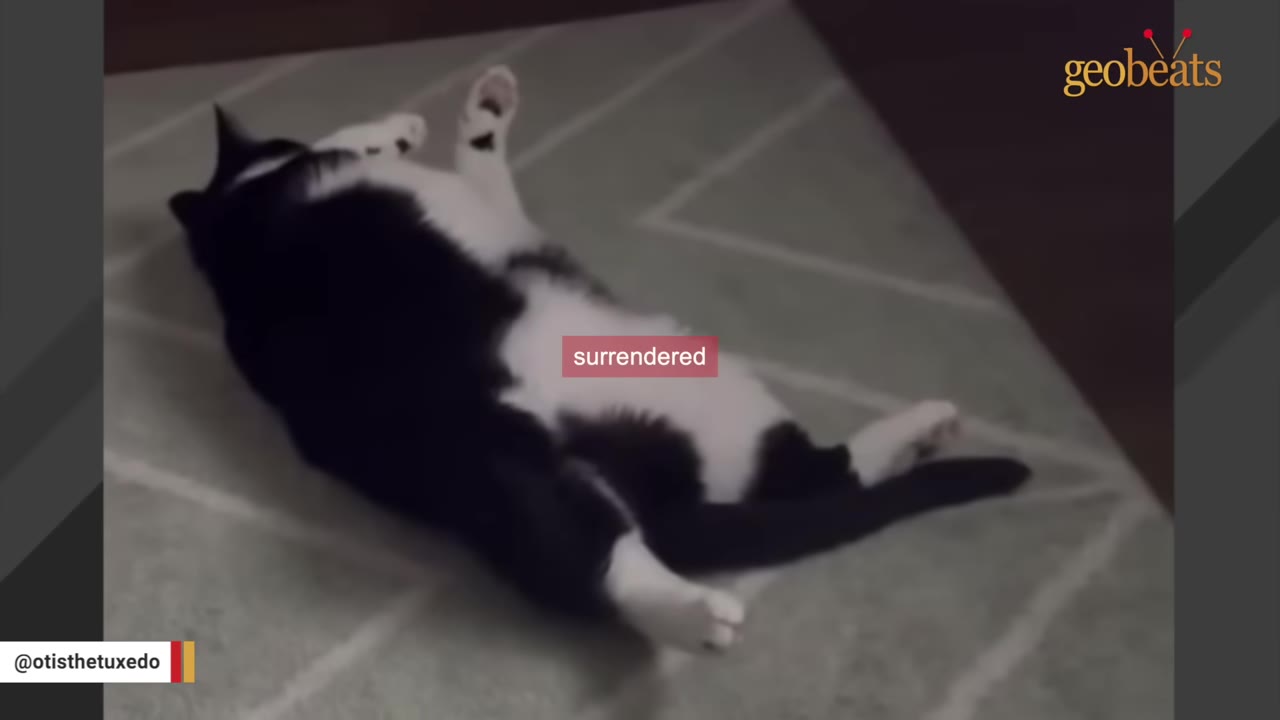A black and white tuxedo cat lies on its back on a patterned rug, with a text overlay that reads 'surrendered'.