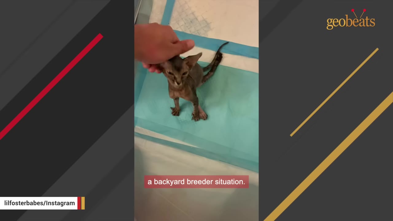 A hand gently pets a small, frail hairless kitten standing on a blue training pad.