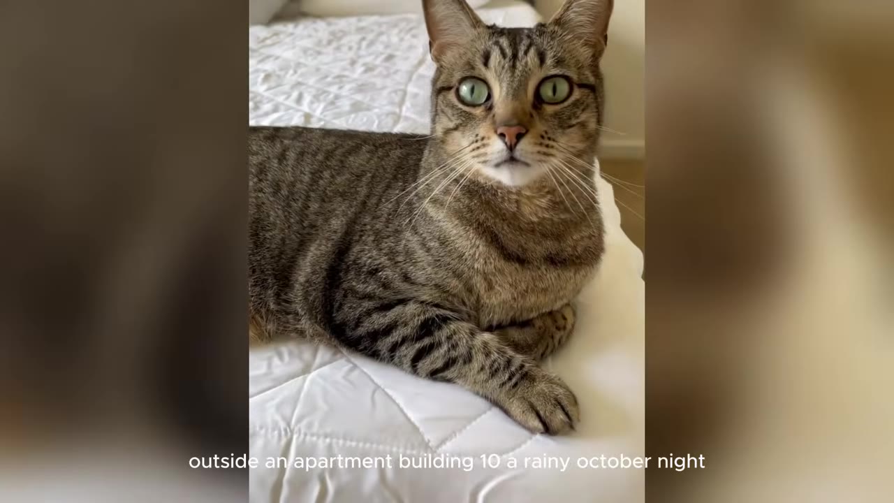 A close-up shot of a brown tabby cat with green eyes lying on a white quilted blanket.
