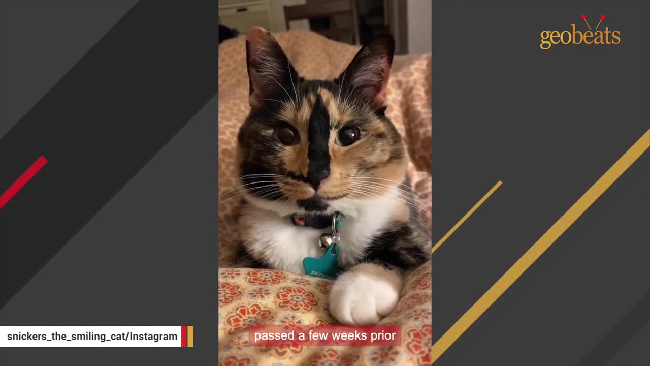 A calico cat with a black stripe down its nose sits on a patterned blanket, looking directly at the camera.