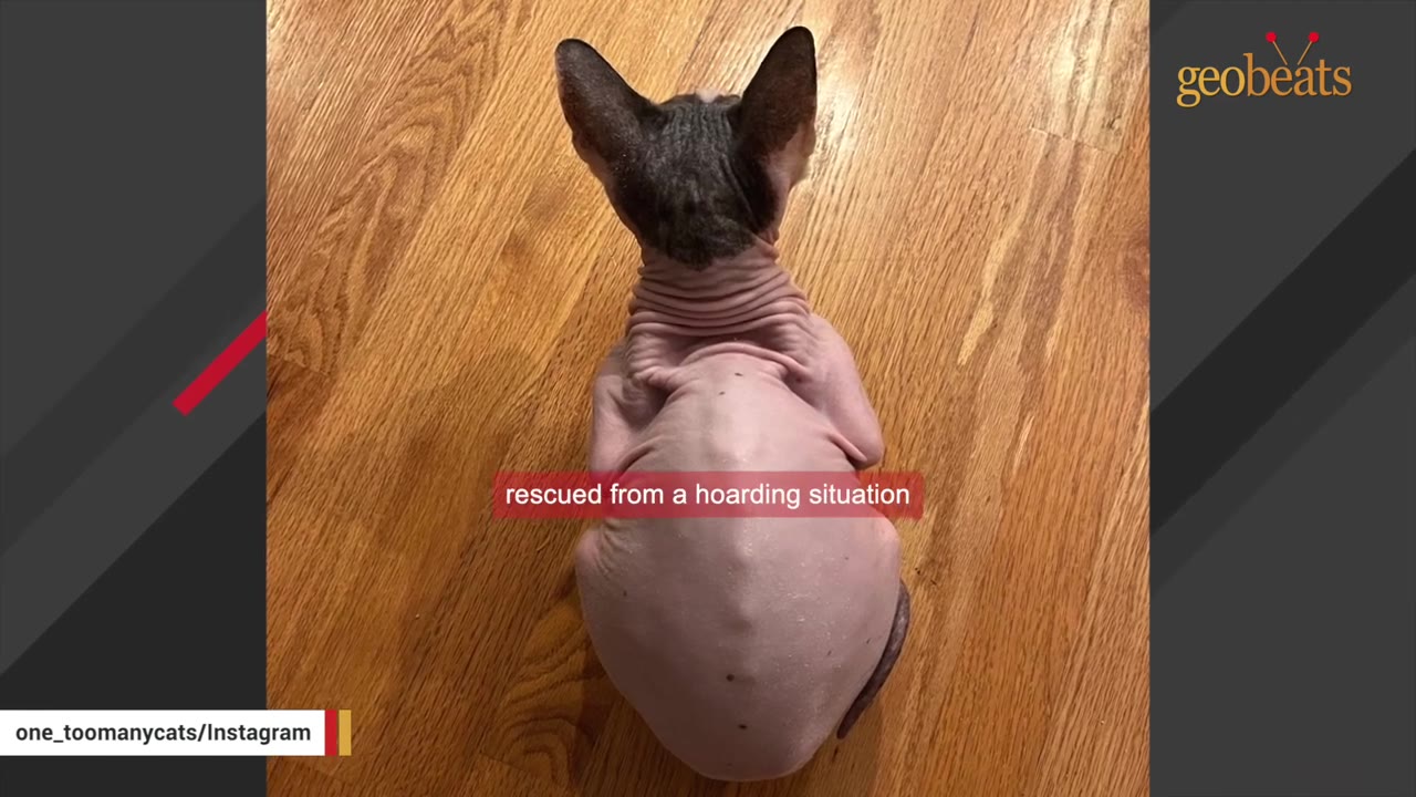 A hairless Sphynx cat seen from behind, sitting alone on a polished wooden floor.