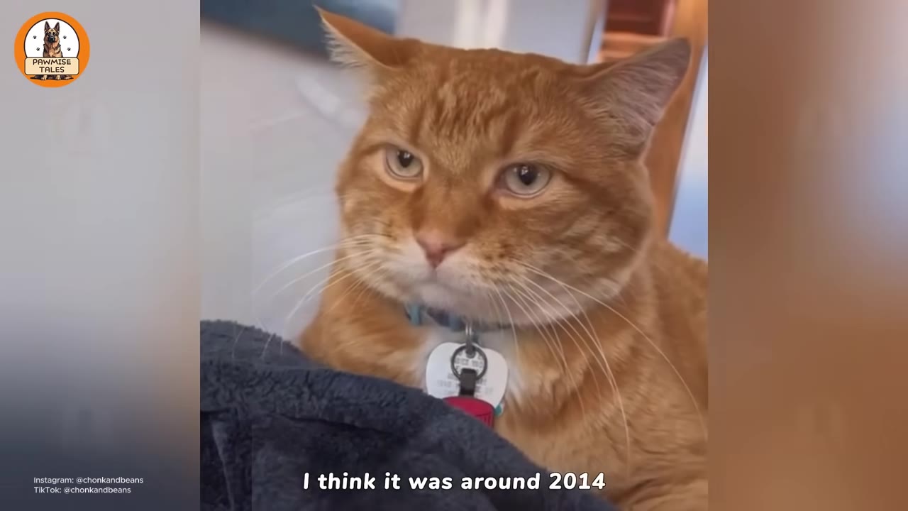 A close-up shot of an orange tabby cat looking directly at the camera with a serious expression, wearing a collar with tags.