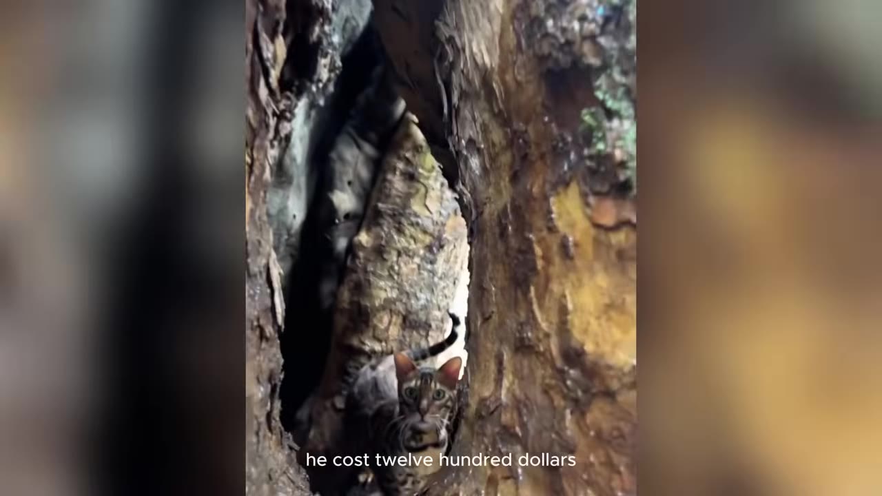 A Bengal cat with a spotted coat looking out from inside a hollow tree trunk.