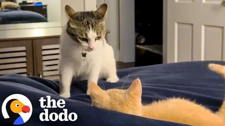 Kentucky Cat Hated Her New Kitten Brother, But A Tiny Moment Under The Couch Changed Everything