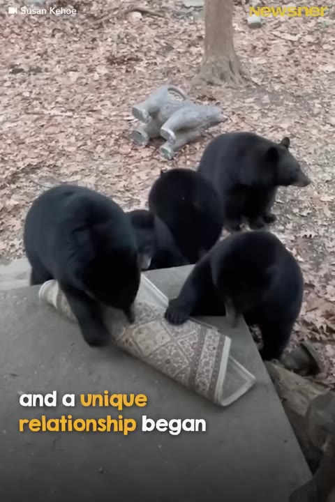 Several black bears gather on a concrete porch, with one bear sniffing and pulling at a rolled-up outdoor rug.