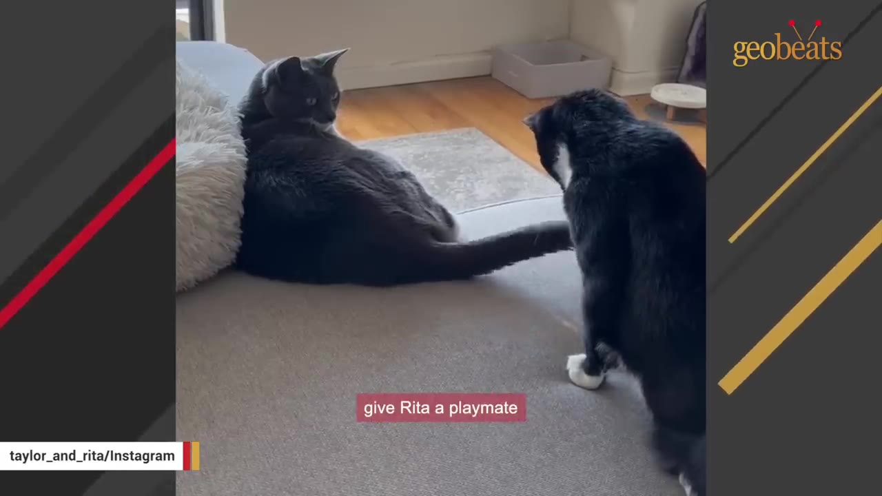 A grey cat sitting on a grey rug looks towards a black and white cat standing nearby.