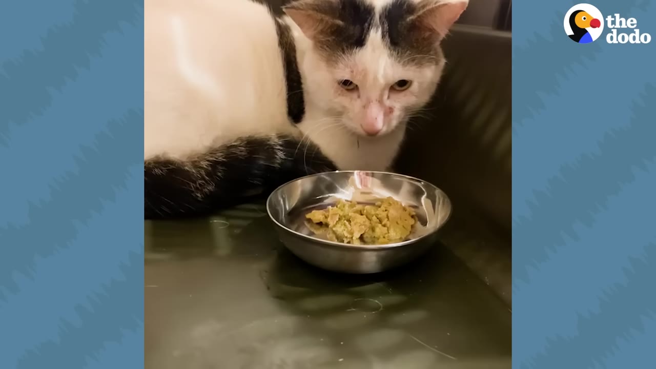 A black and white cat with a sad expression sits in a shelter cage next to a metal bowl of food.