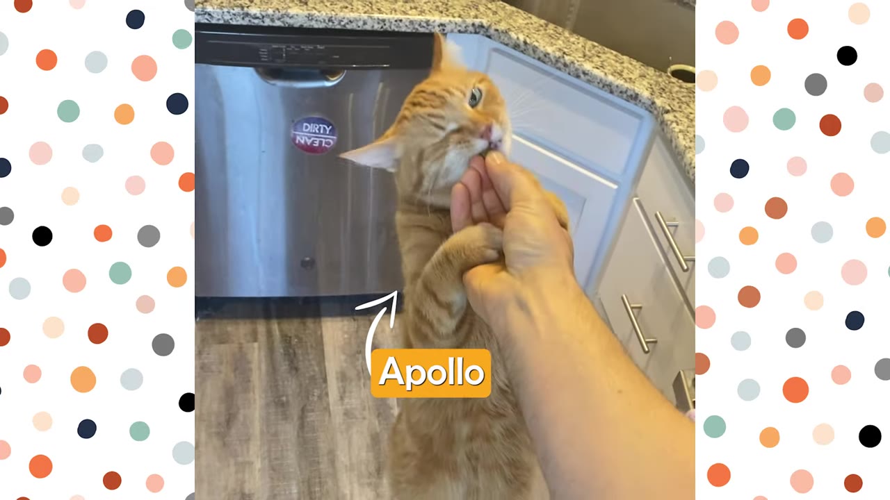 An orange tabby cat named Apollo stands on his hind legs to eat a treat directly from a person's hand in a kitchen.